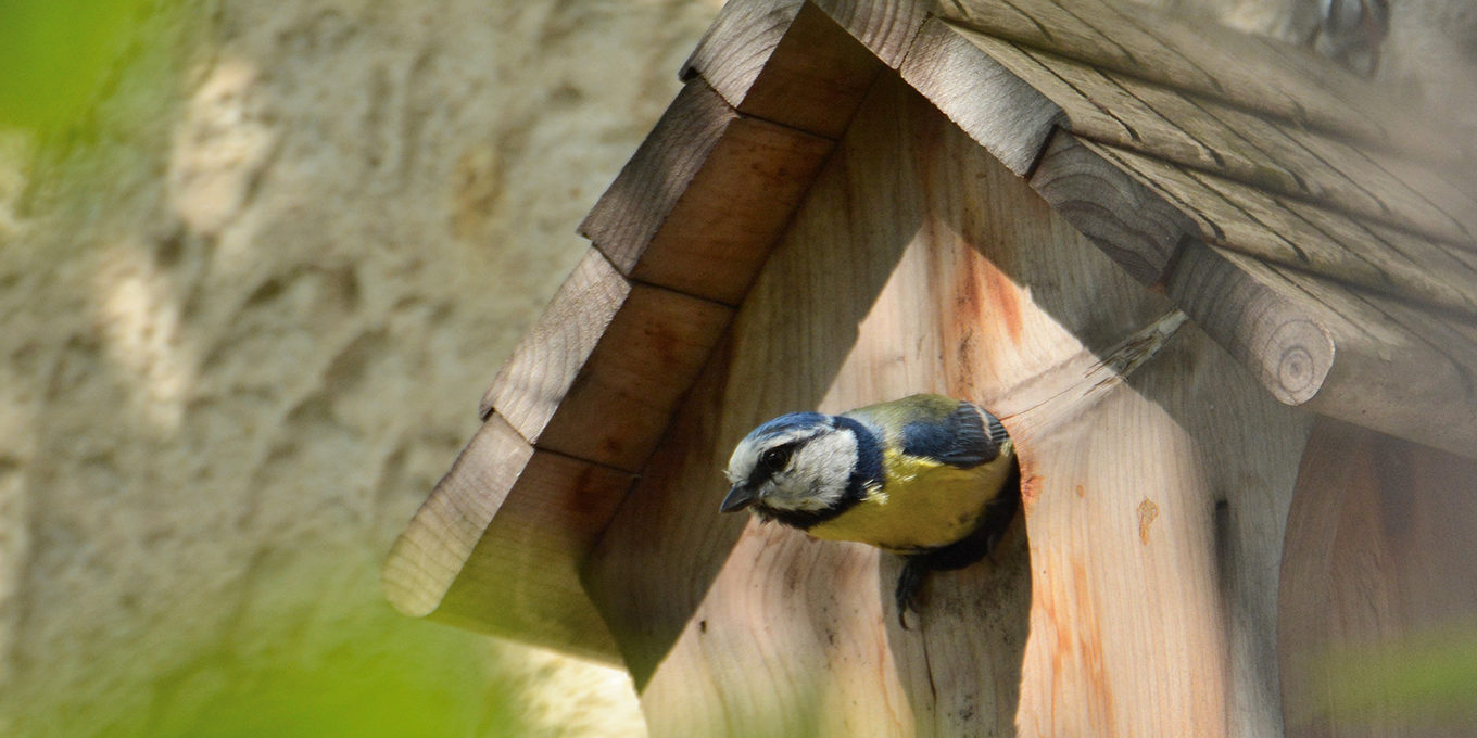 Mésange bleue © Marcel Tombeur